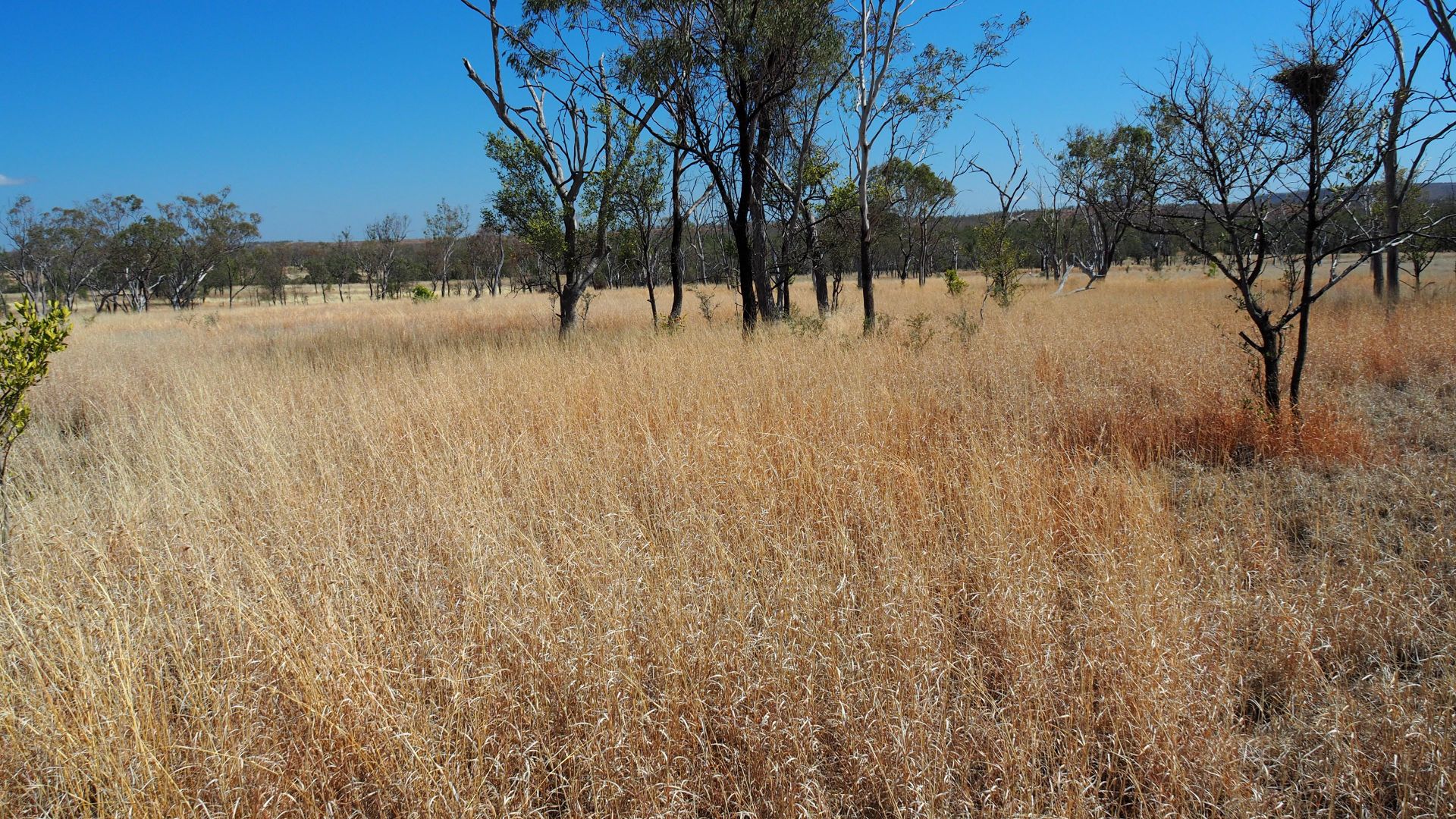 571 DAWSON DEVELOPMENTAL ROAD, Springsure QLD 4722, Image 1