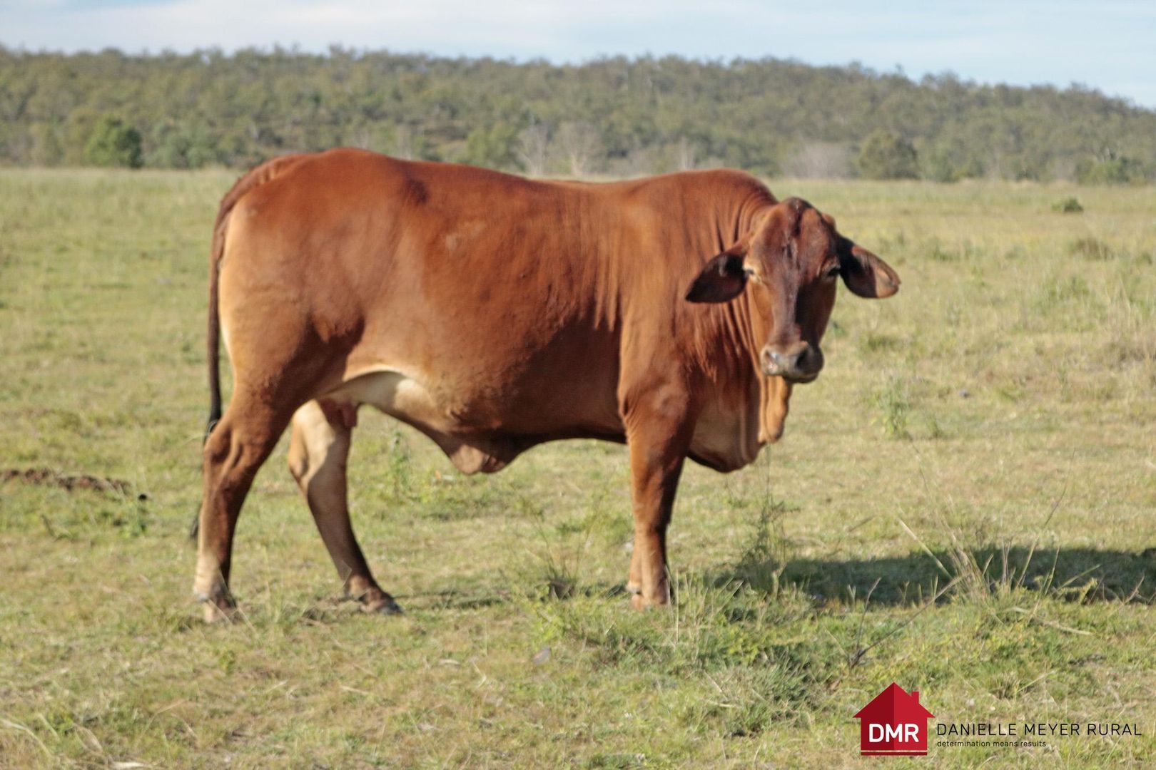 Gayndah QLD 4625, Image 2