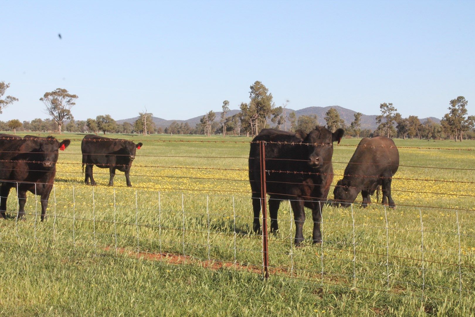 - 'Olive Park', Burcher NSW 2671, Image 0