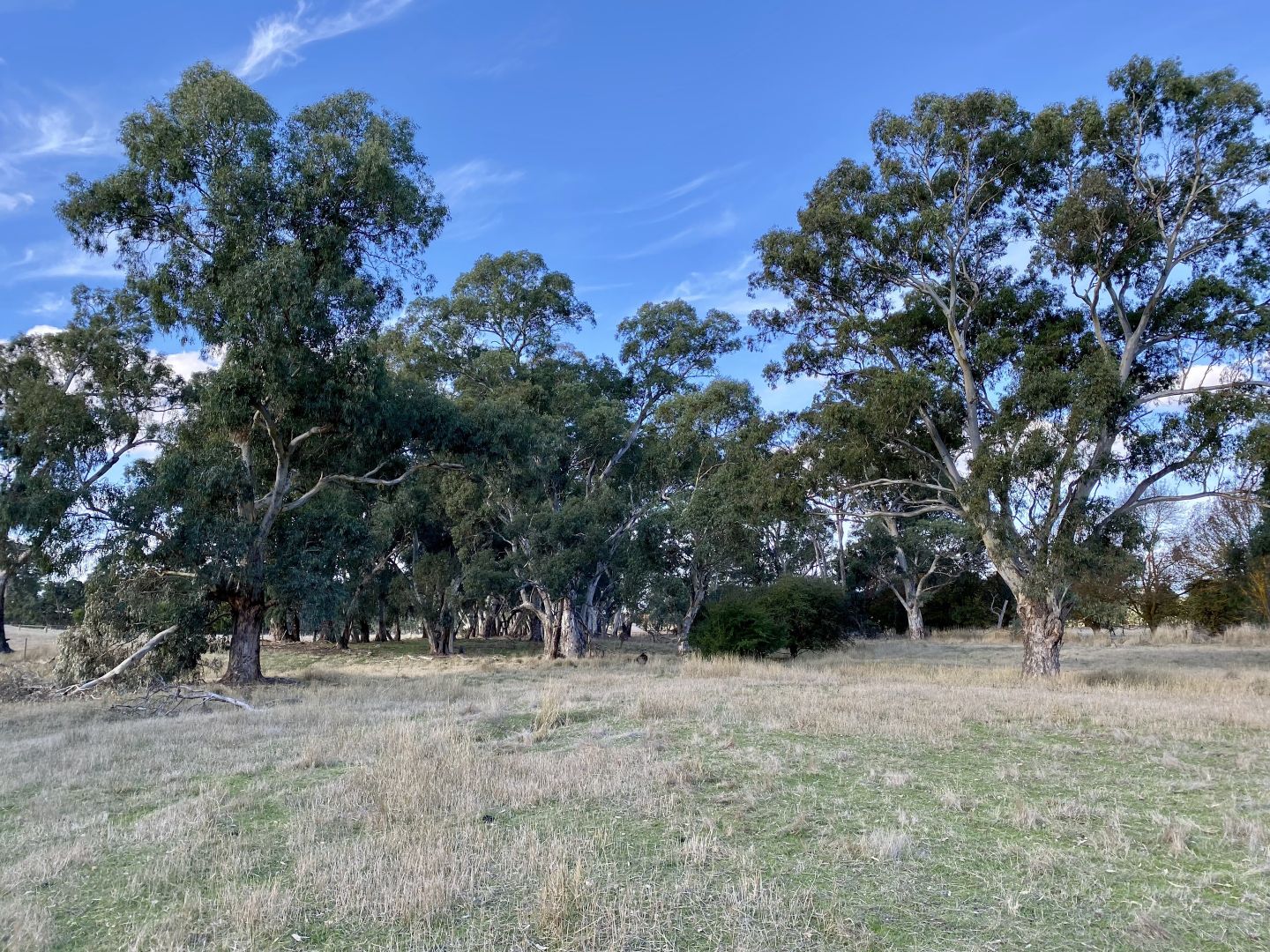 Lot 5 Watts Gully Road, Forreston SA 5233, Image 1