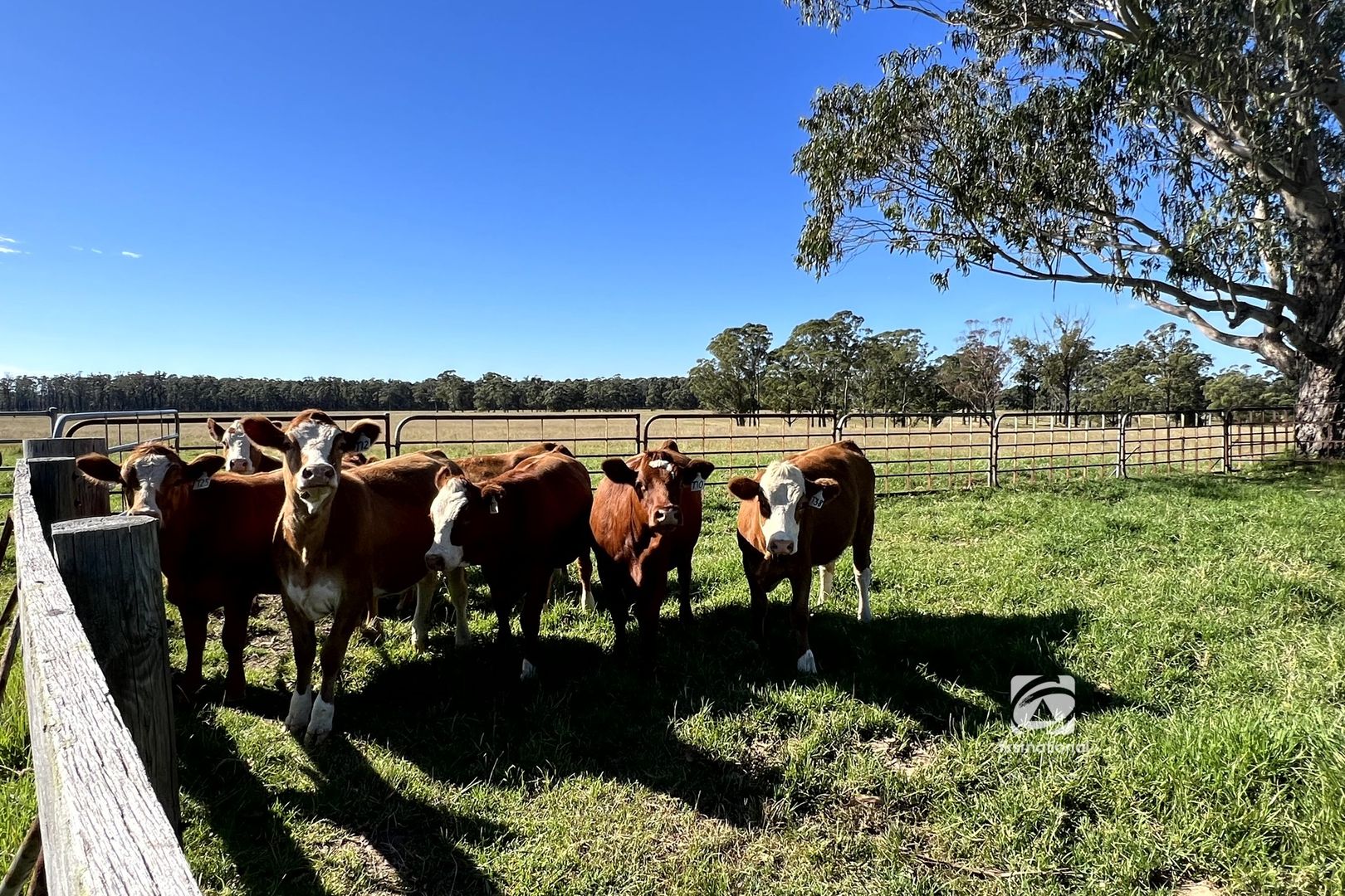 218 Cabbage Tree Conran Road, Cabbage Tree Creek VIC 3889 House for