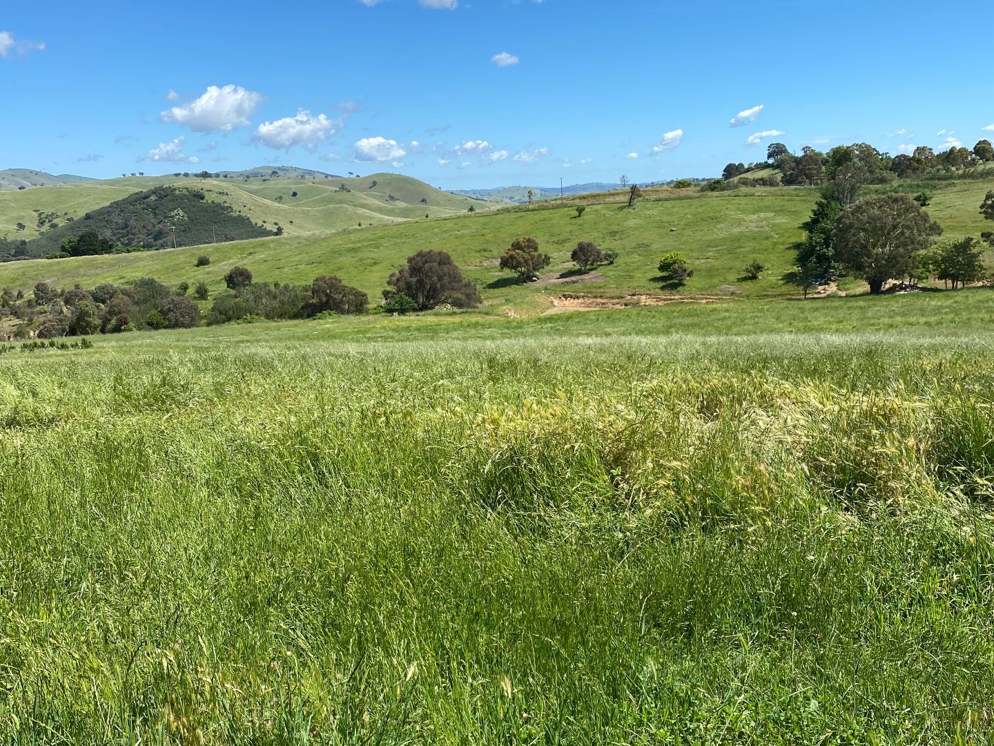 13 Mccarthy Road, Wallaroo NSW 2618 Domain