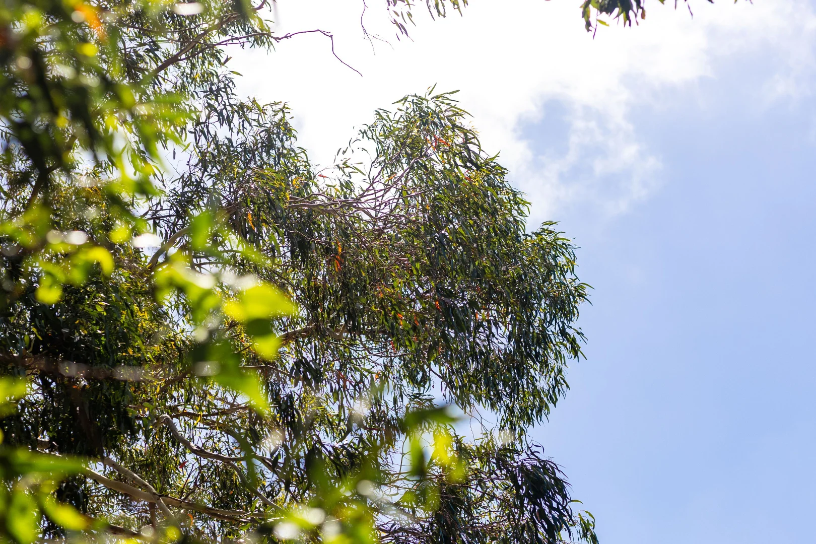 Additional image 2 of 25 Lodge Place, Armstrong Creek VIC 3217