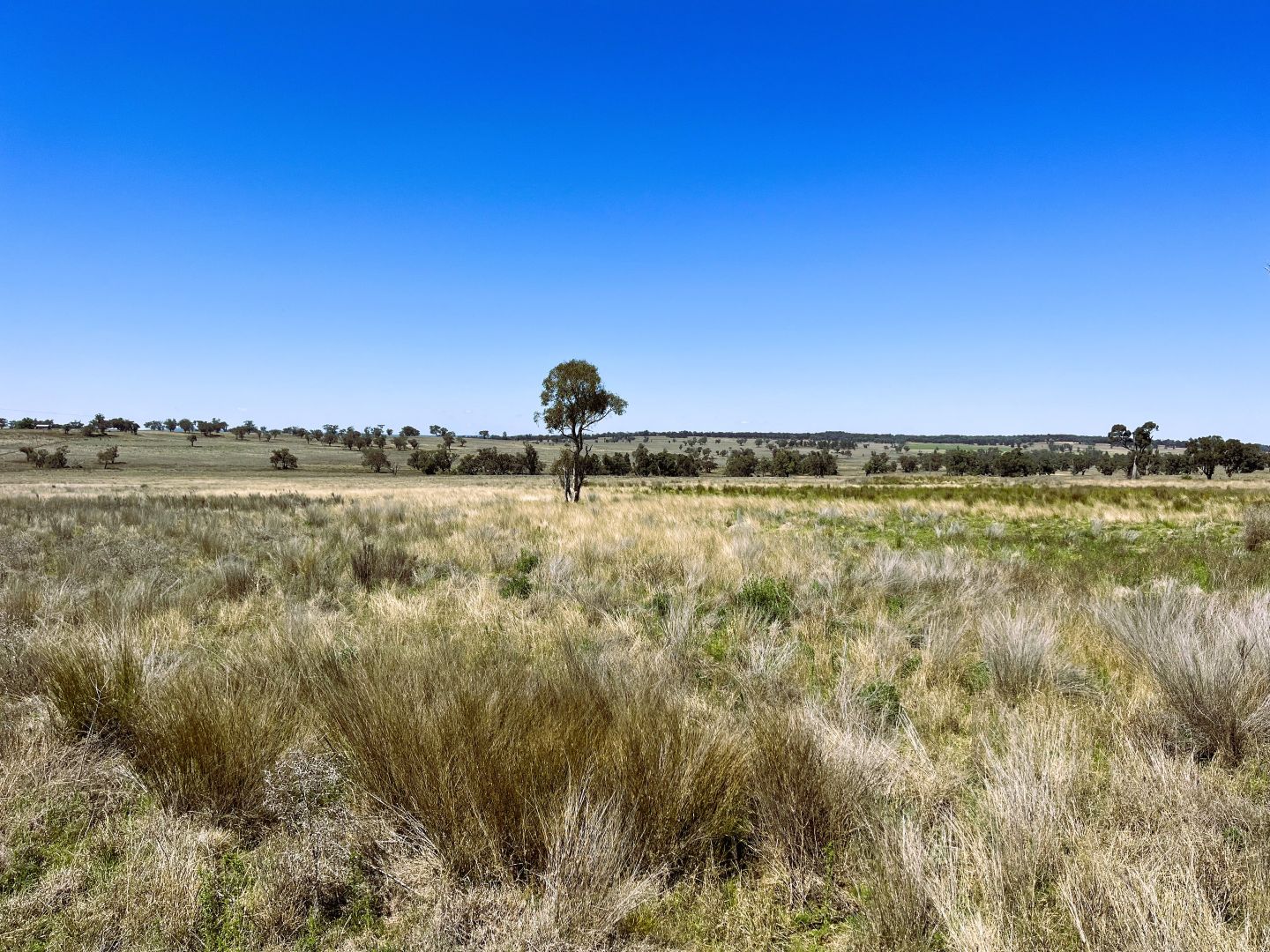 1012 Coonabarabran Road, Mendooran NSW 2842, Image 1