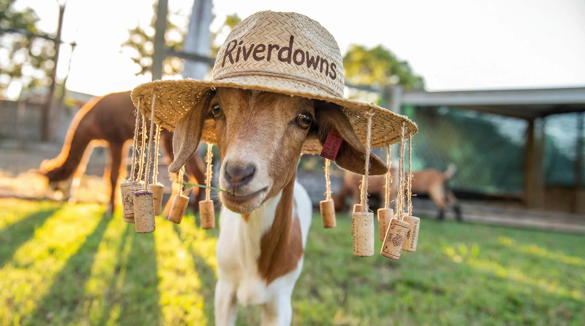 Additional image 4 of 4 Belltop Court, Helensvale QLD 4212