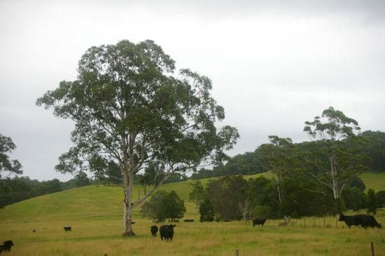 GUM SCRUB NSW 2441, Image 1