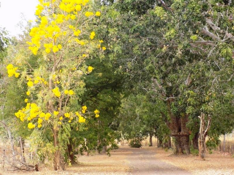 Acacia Hills NT 0822, Image 1