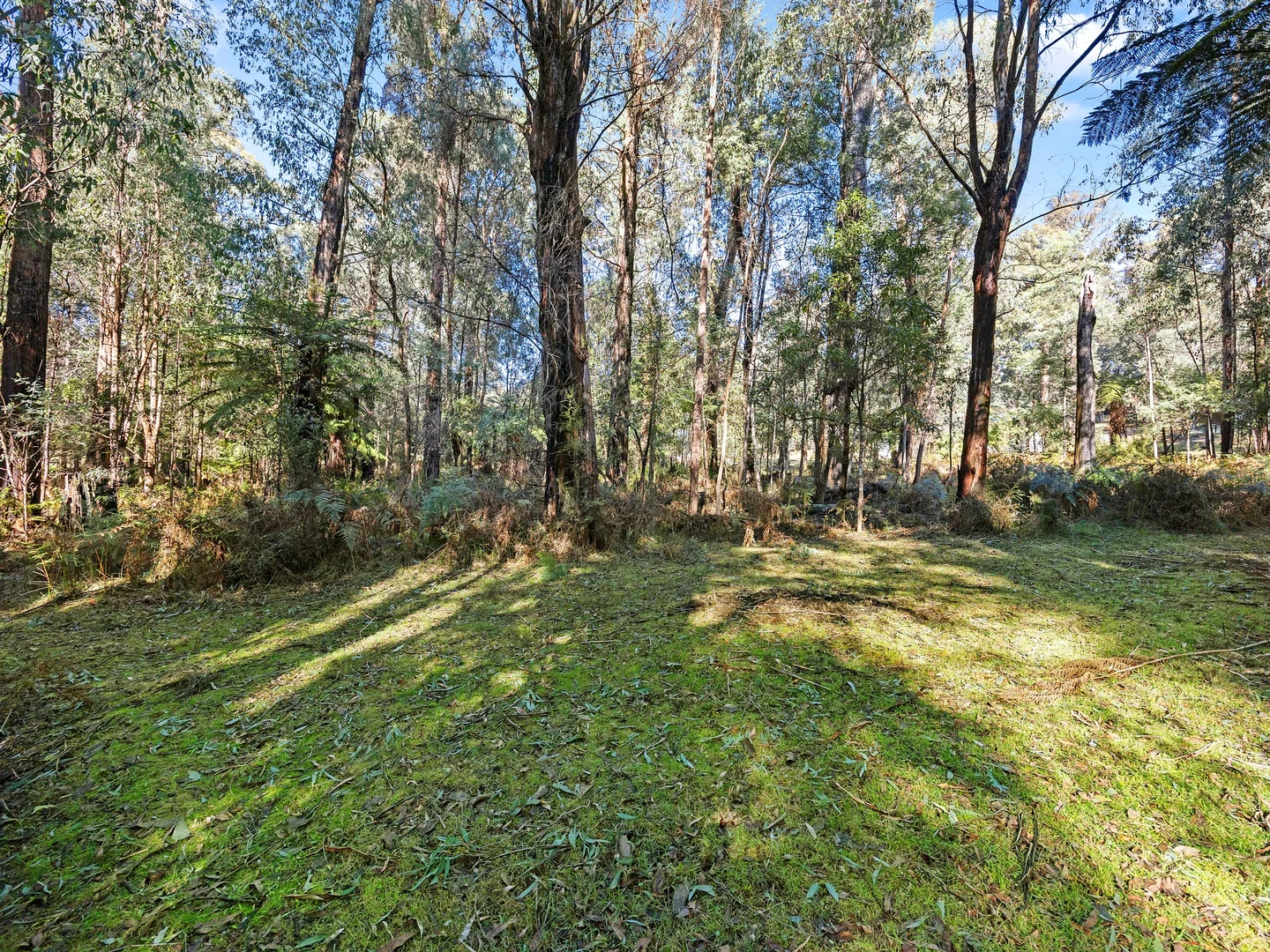 Image 15