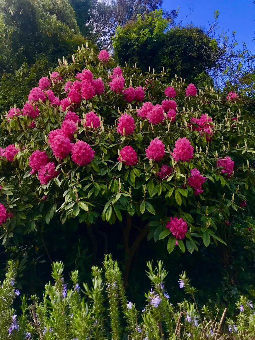 Additional image 19 of 150 Station Street, Blackheath NSW 2785