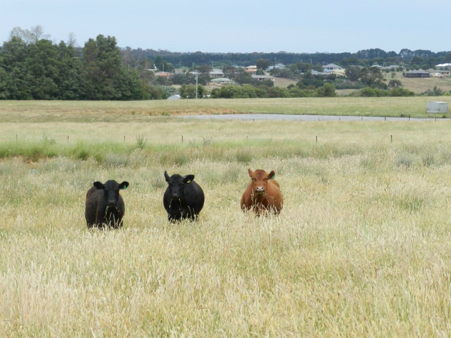 Lot 103 Grabben Gullen Road, Crookwell NSW 2583, Image 0