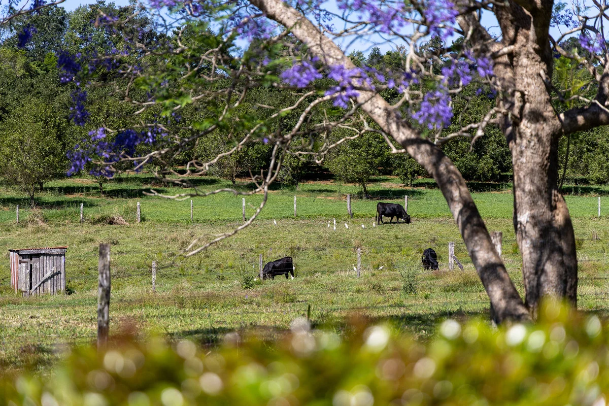 Additional image 33 of 630 Fernleigh Road, Fernleigh NSW 2479