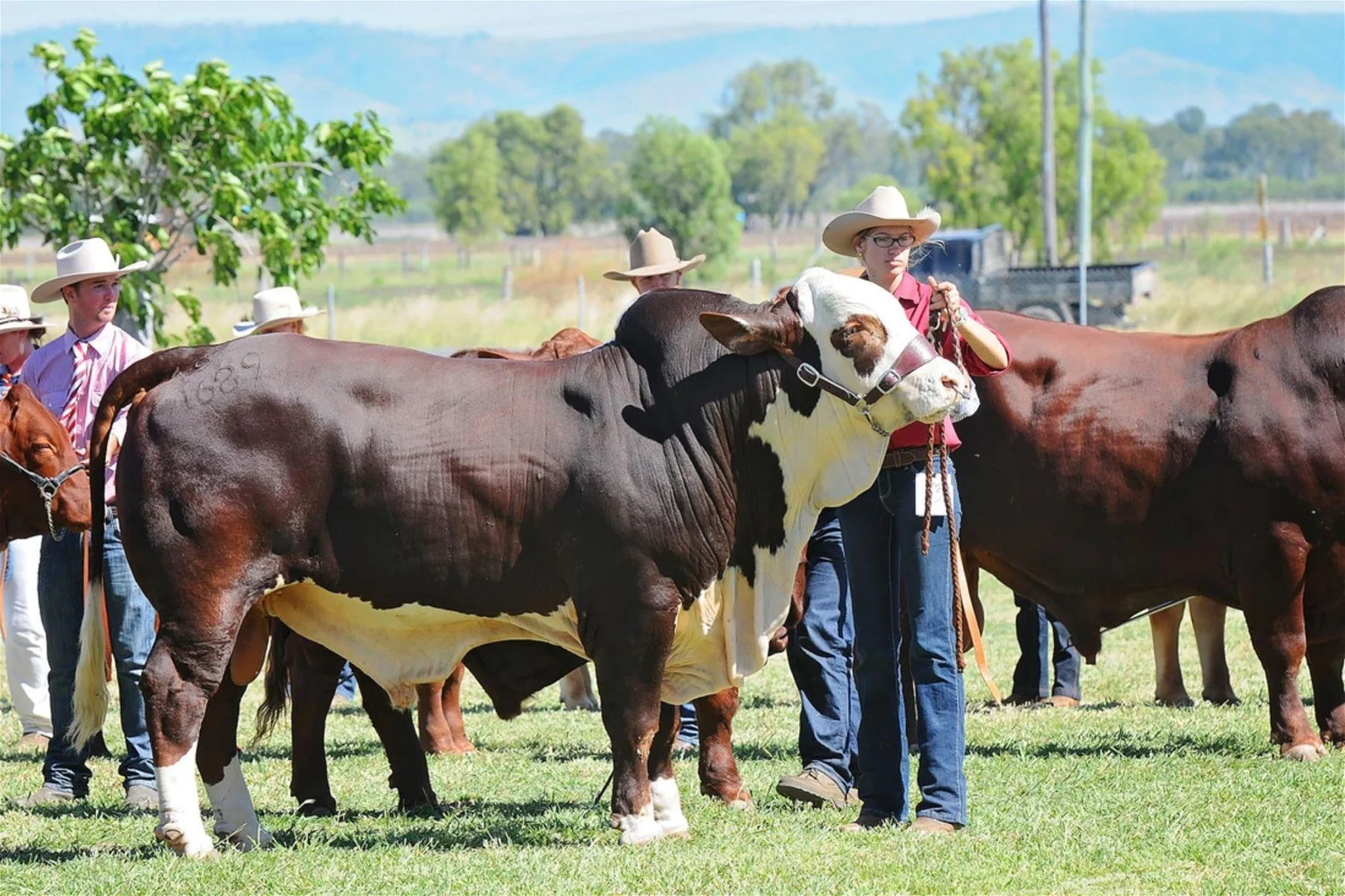 Additional image 3 of 2 Thomas Close, Biloela QLD 4715