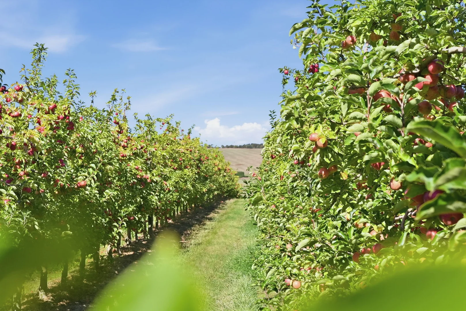 Additional image 6 of 161 John Lees Drive, Dilston TAS 7252