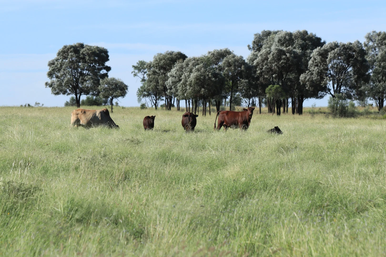 Additional image 7 of Roma QLD 4455