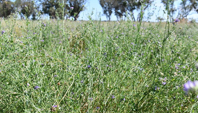 Picture of Tullamore NSW 2874, TULLAMORE NSW 2874