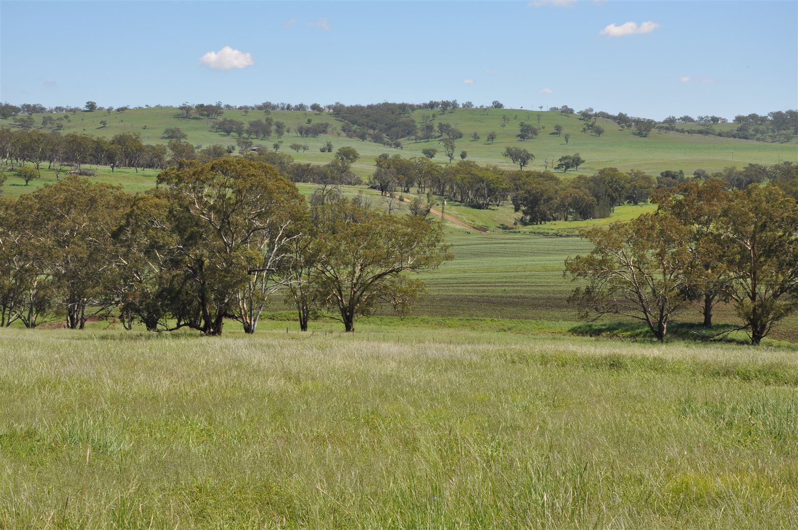 705 Coolah Rd, 'Culbara', Cassilis NSW 2329, Image 0