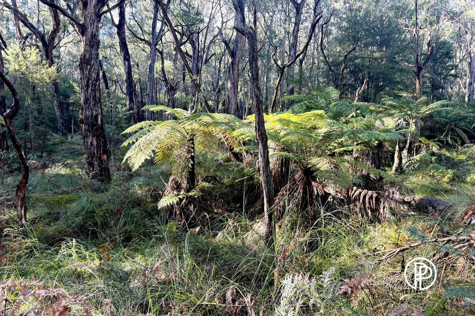 Image 12