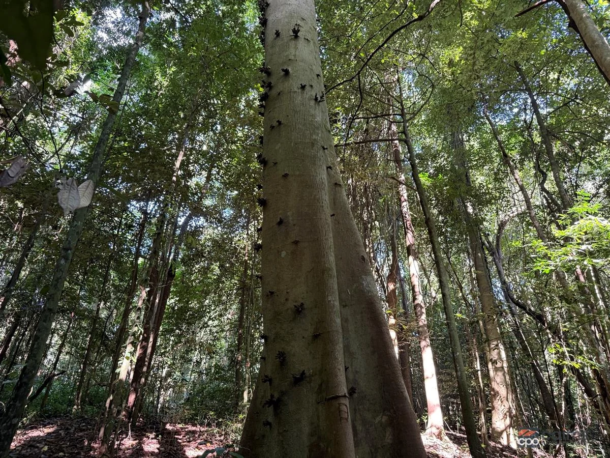 Image 12