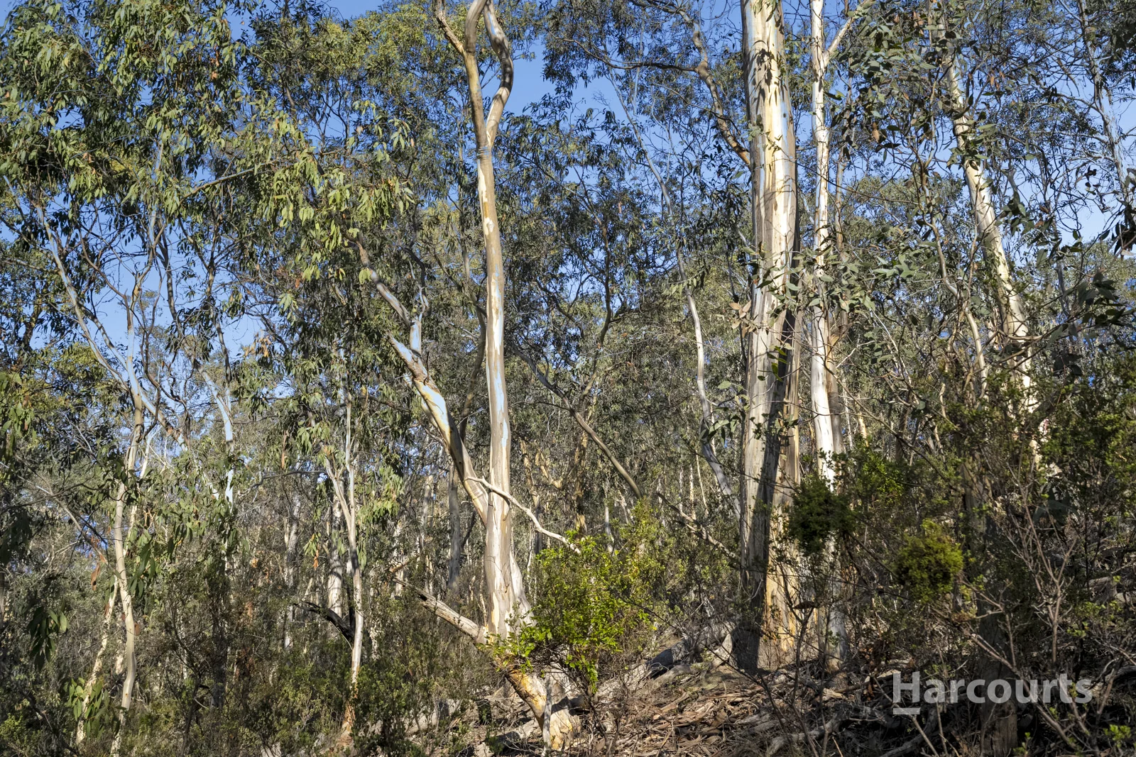 Image 13