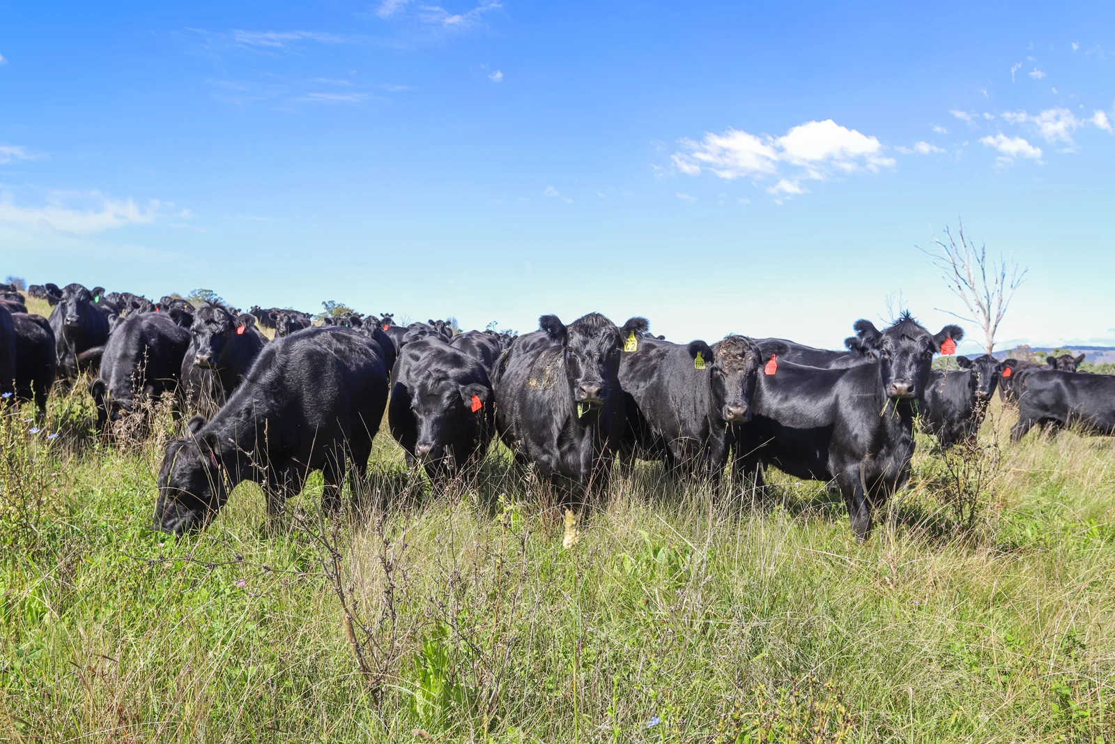 Additional image 5 of "Wyanga" 195 Gills Road, Uralla NSW 2358