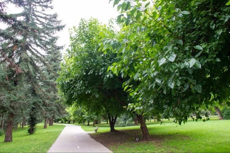 Image 13