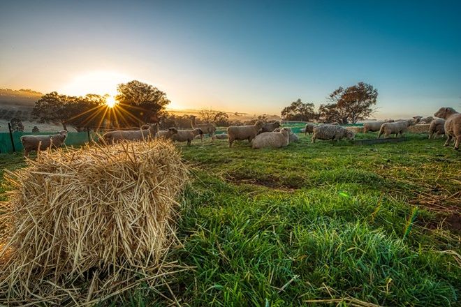 Picture of 190 Turners Lane, COOTAMUNDRA NSW 2590