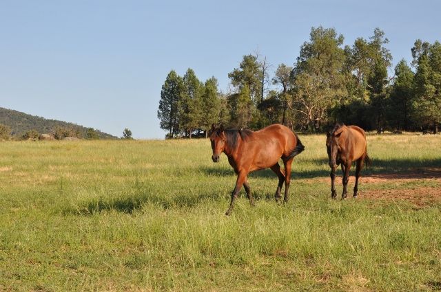 8183 The Escort Way, Eugowra NSW 2806, Image 0