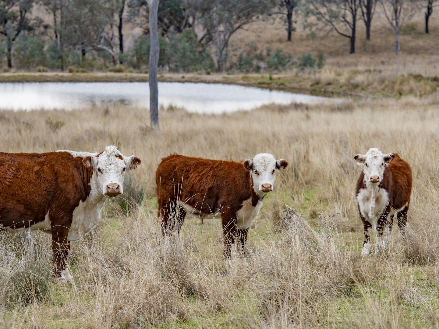 4813 Killarney Gap Road, Narrabri NSW 2390, Image 0