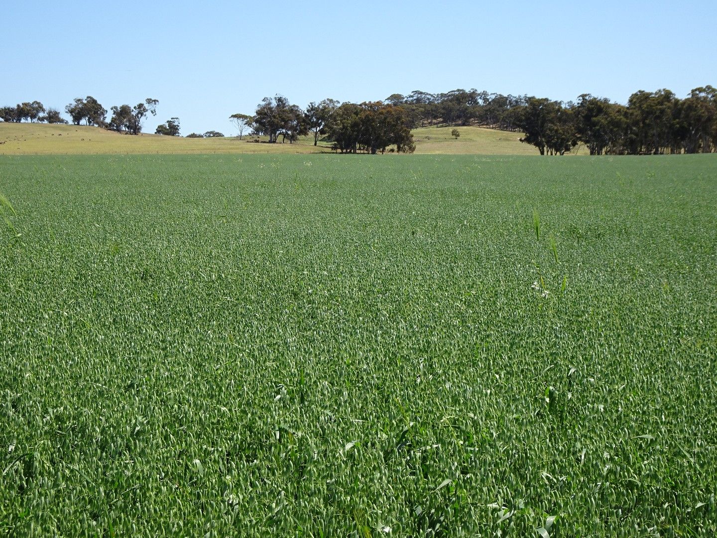 Lullfitz Road, Pingelly WA 6308, Image 0