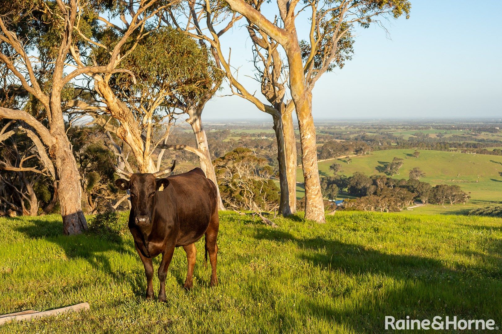 . Signal Flat Road, Finniss SA 5255, Image 0