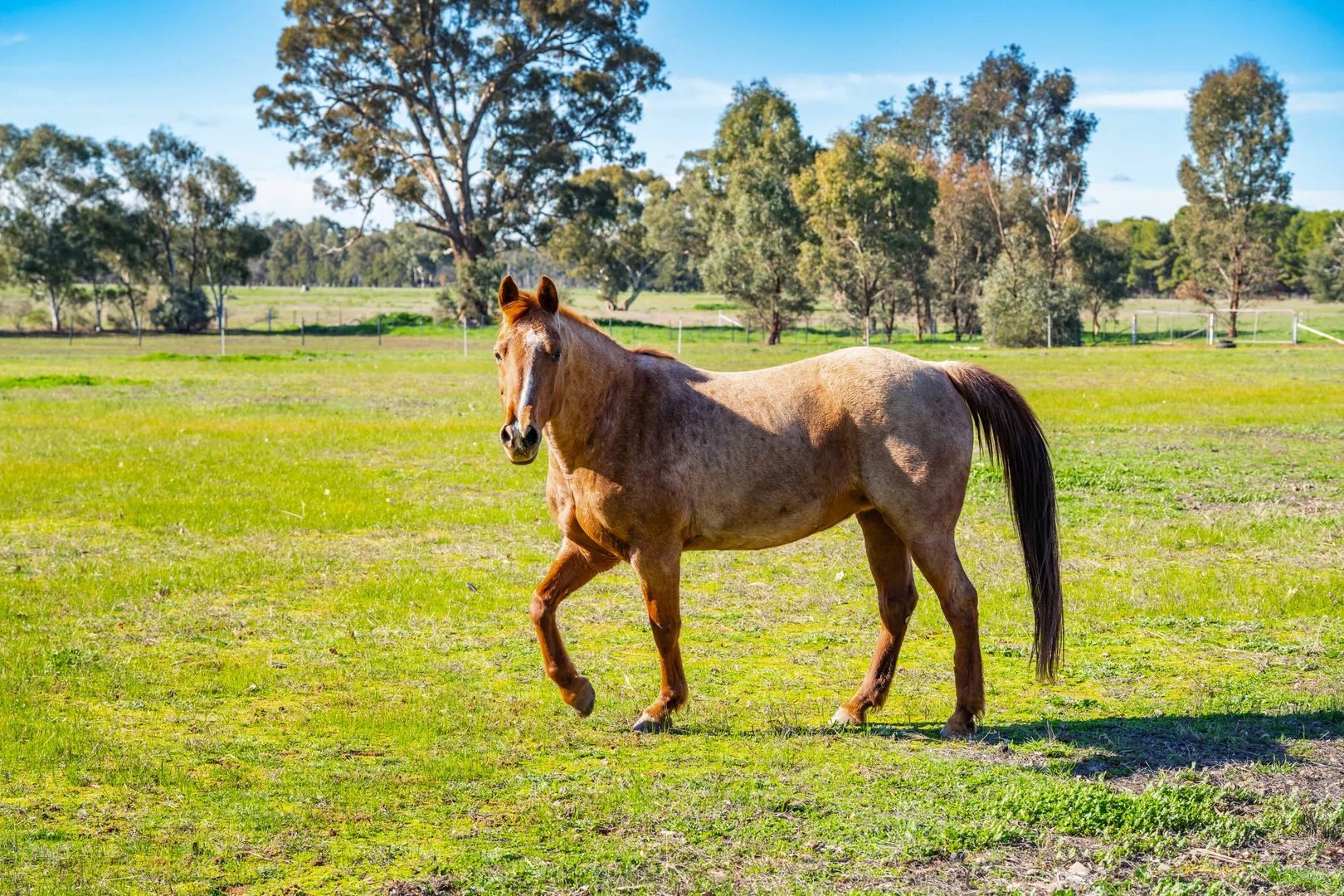 Additional image 16 of 290 Savernake Road, Mulwala NSW 2647