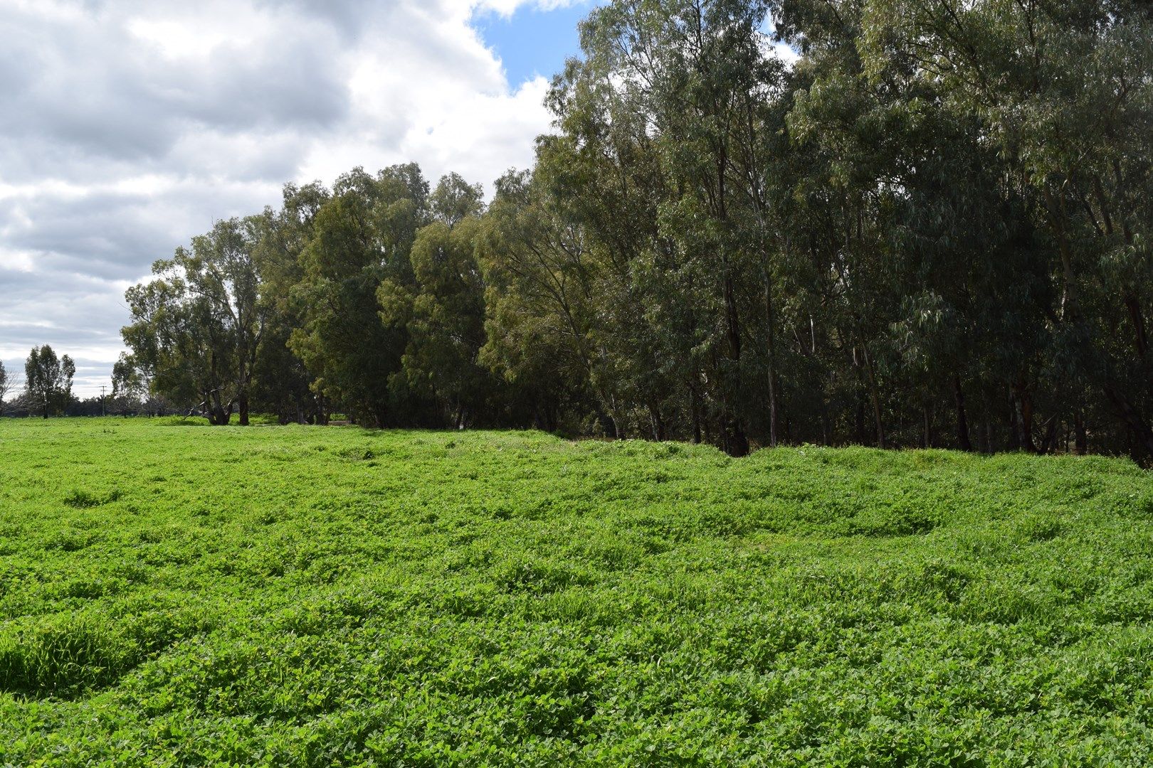 Bullock Paddock The Escort Way, Forbes NSW 2871, Image 0