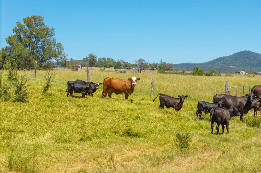 Additional image 15 of 1436 Gowings Hill Road, Sherwood NSW 2440