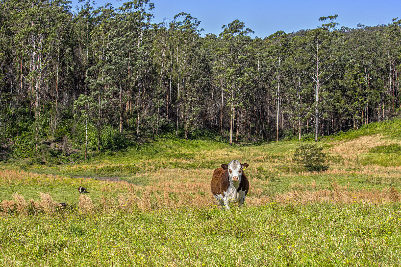 436 Maras Creek Road, Utungun NSW 2447, Image 2