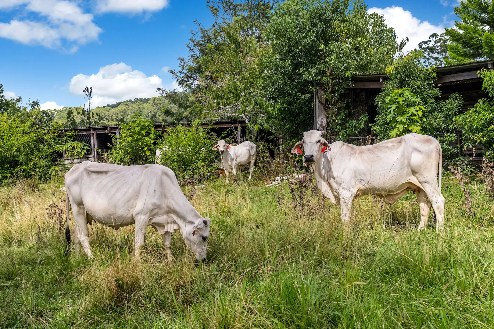 Additional image 38 of 219 Stony Chute Road, Nimbin NSW 2480