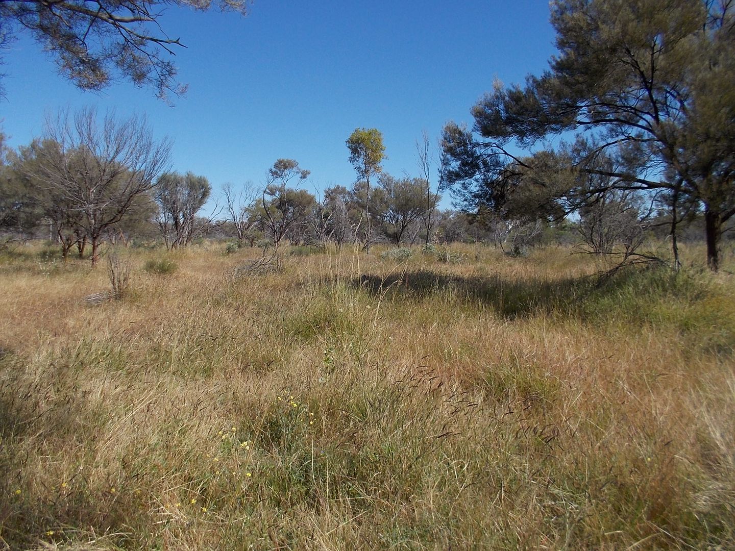 Pingandy Station via Meekatharra, Meekatharra WA 6642, Image 2