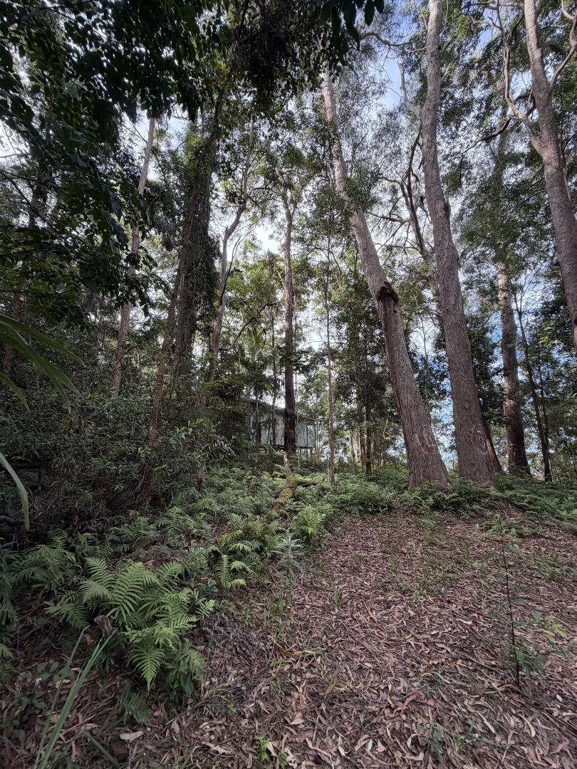 Additional image 9 of Springbrook QLD 4213