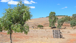 Picture of A208 Commercial Road, BURRA SA 5417