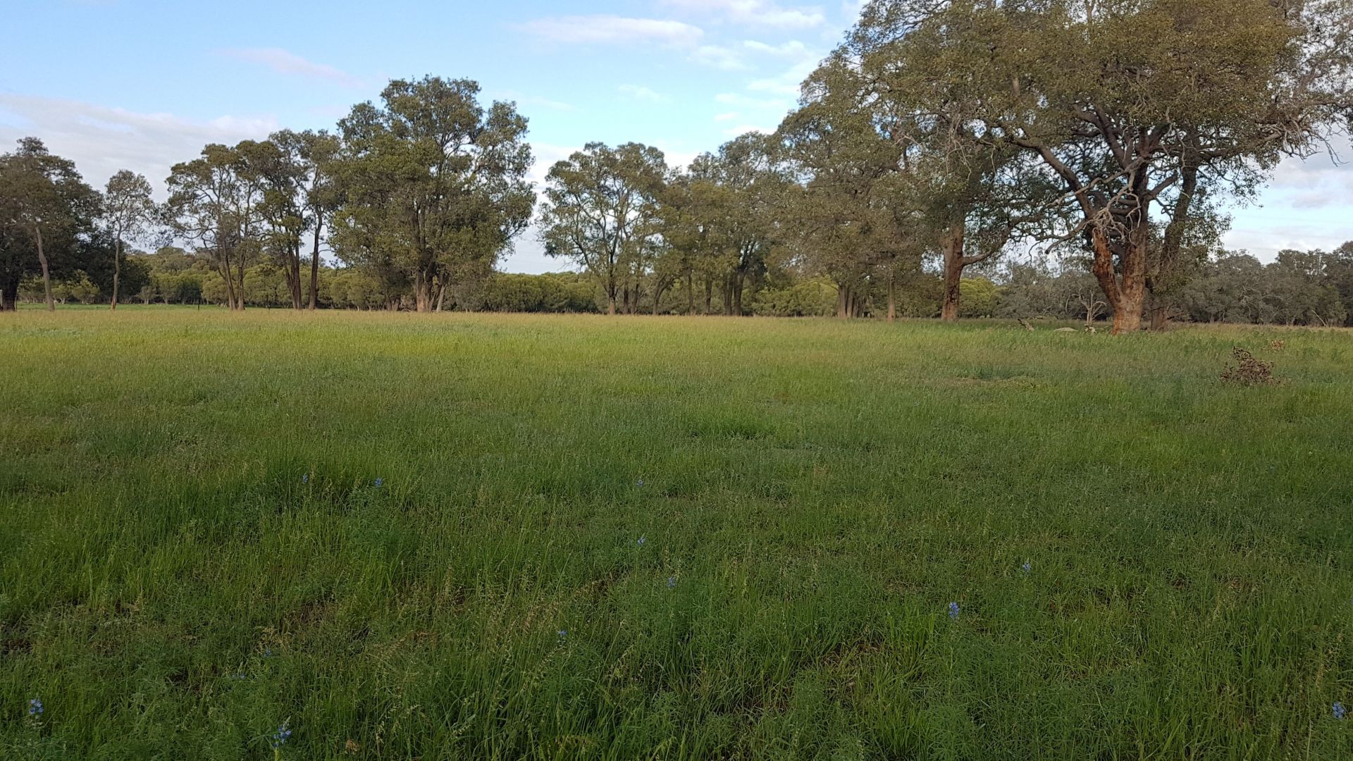 Lot 12 Wire Rd, Muckenburra WA 6503, Image 2