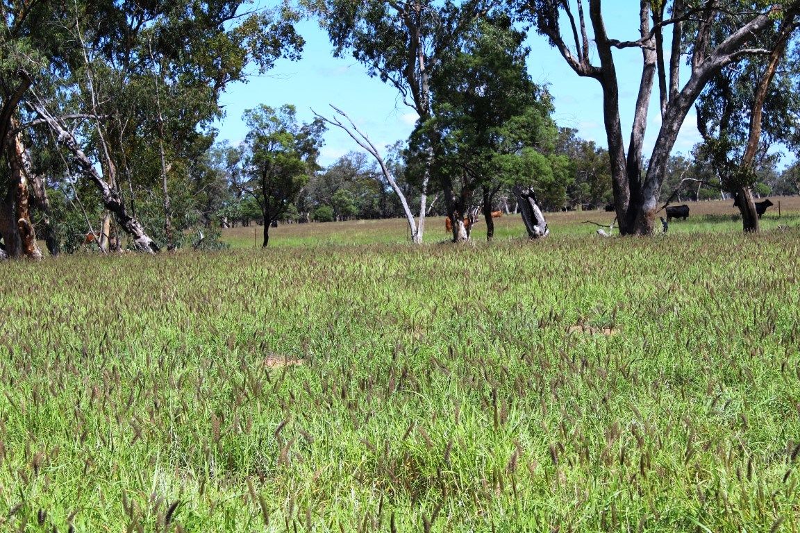 0 Stratton, Roma QLD 4455, Image 2