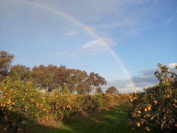 Farm 1080 Bonomi Road, Willbriggie NSW 2680, Image 0