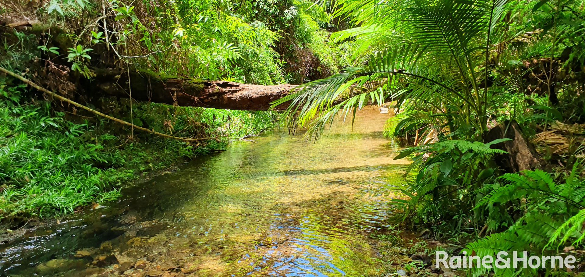 40 Fig Tree Road, COW BAY, Daintree QLD 4873, Image 1