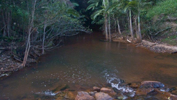 Picture of Cameron Creek Road Hopevale, COOKTOWN QLD 4895