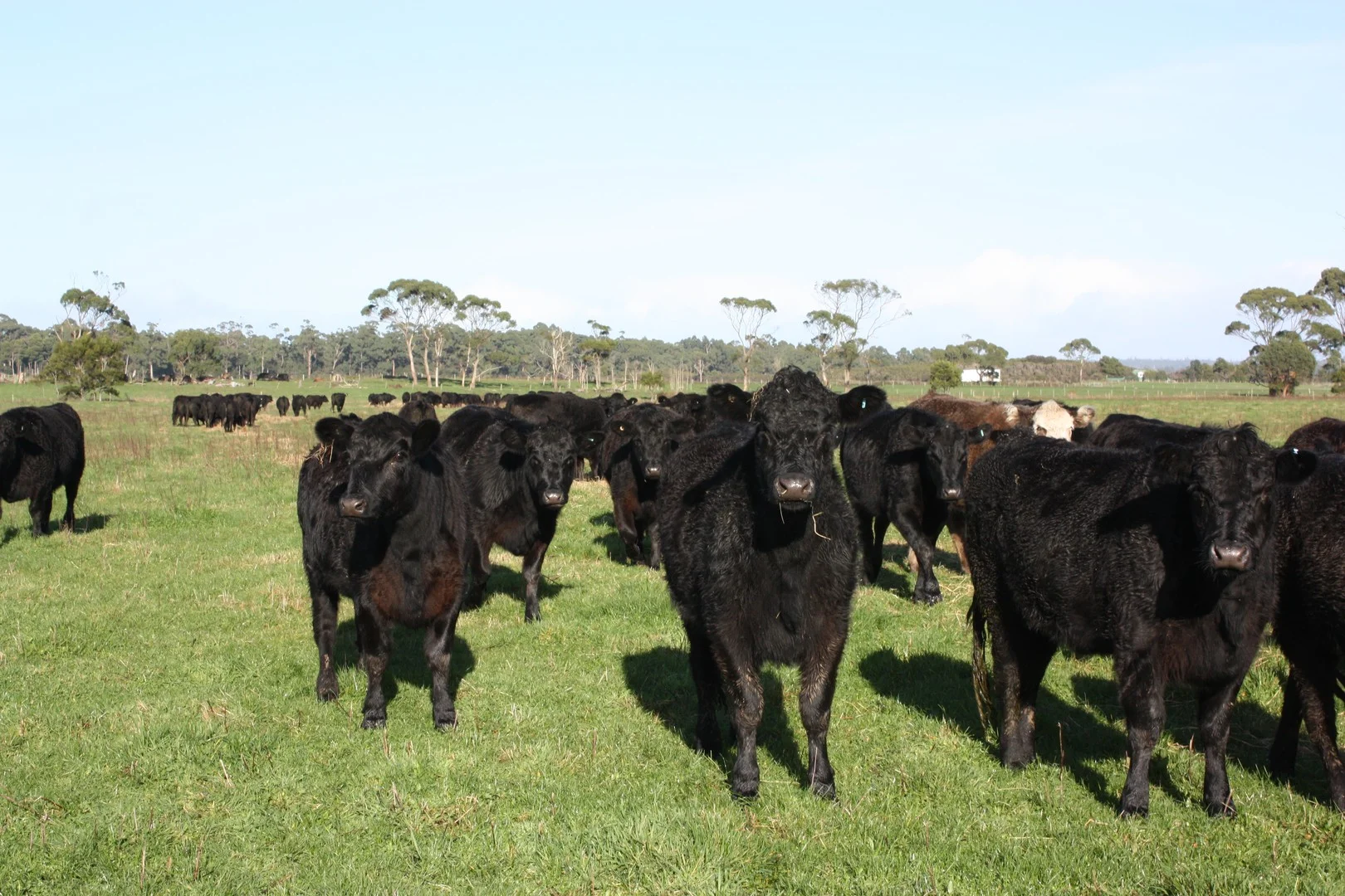 369 Giddens Road, Smithton TAS 7330