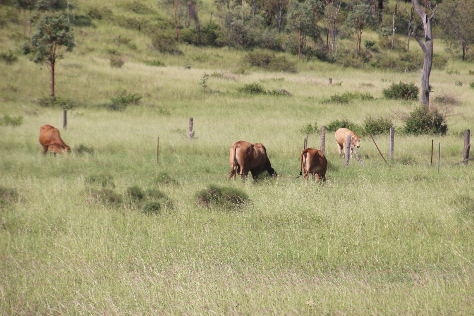 Oakey Creek Rd, Oakey Creek QLD 4714, Image 2