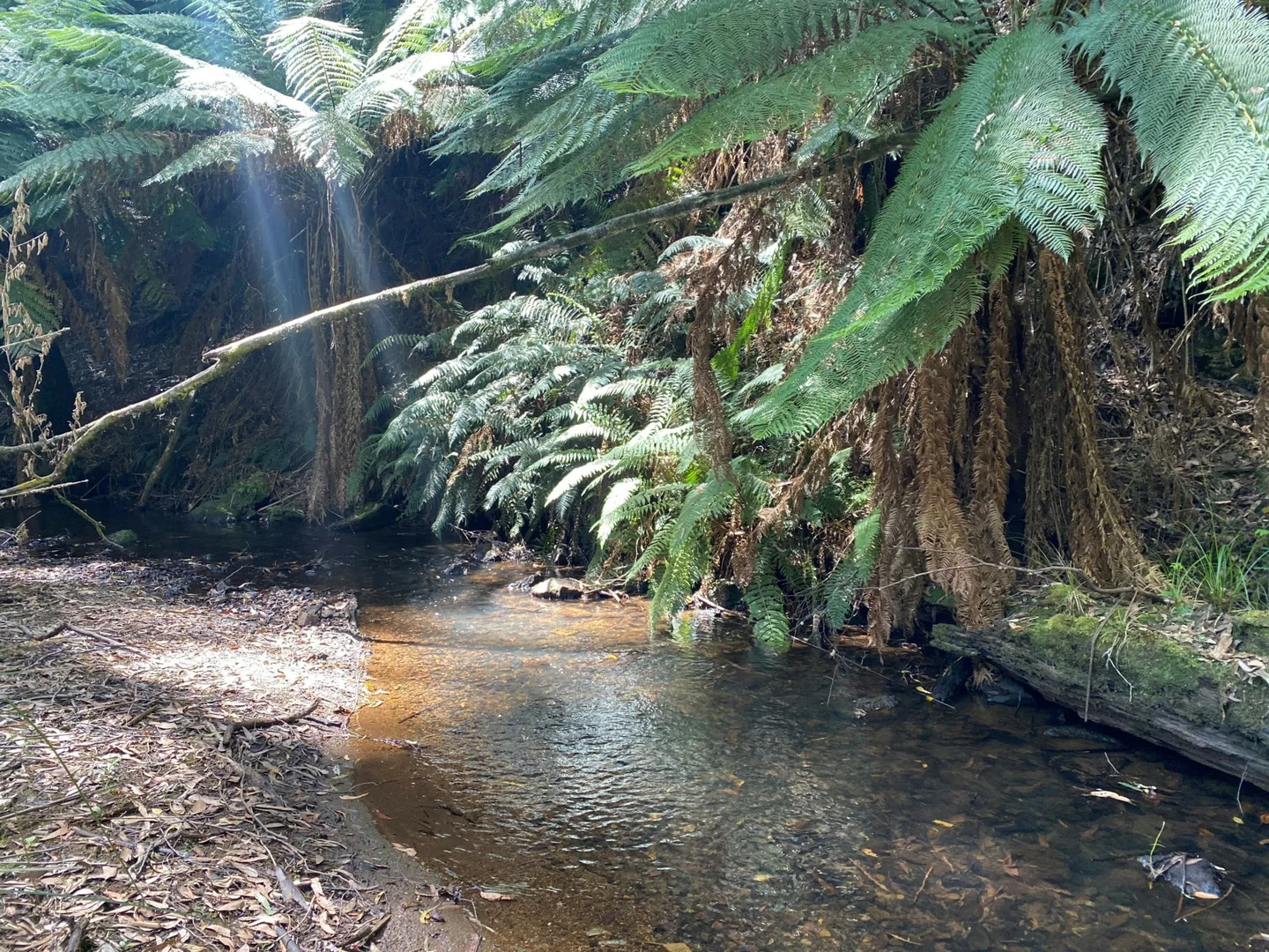 Additional image 20 of 42 Bilsons Road, Irishtown TAS 7330