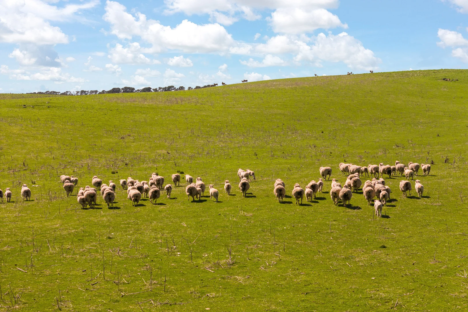 Additional image 15 of Millthorpe NSW 2798