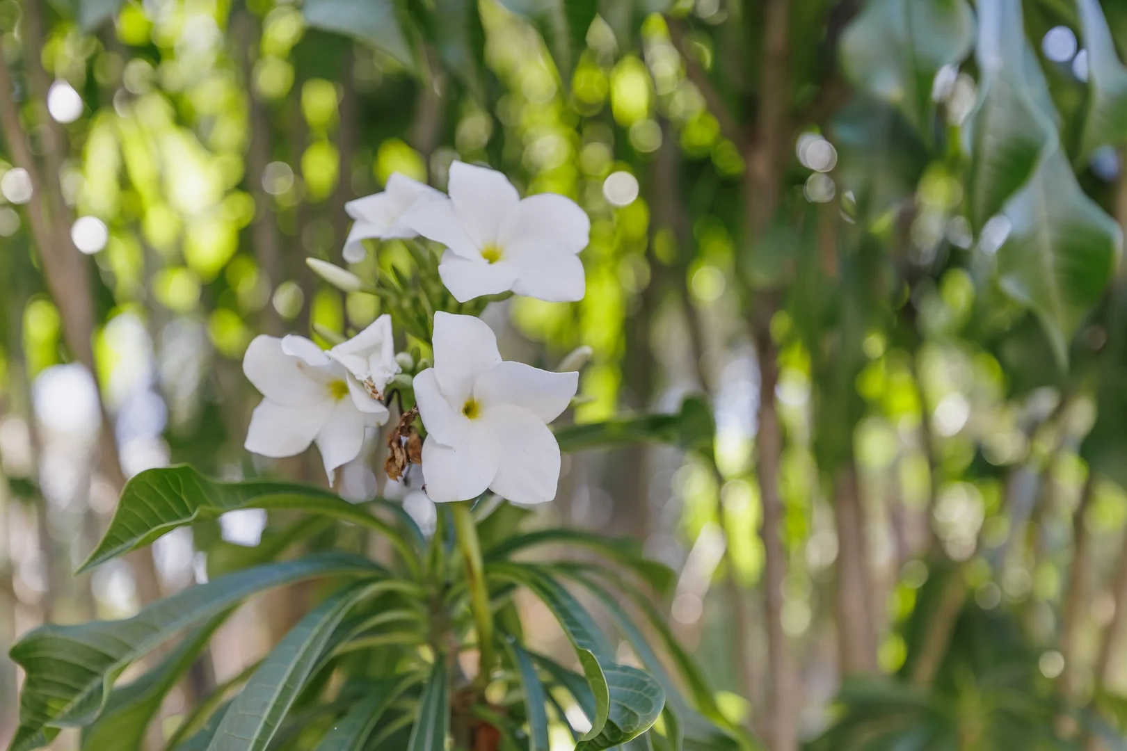 Additional image 11 of 40/140 Endeavour Boulevard, North Lakes QLD 4509