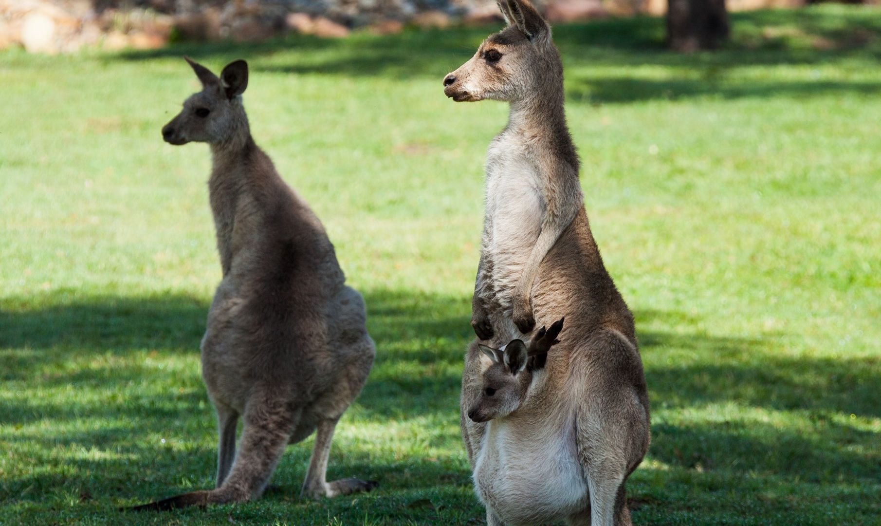 Jimboomba QLD 4280, Image 1