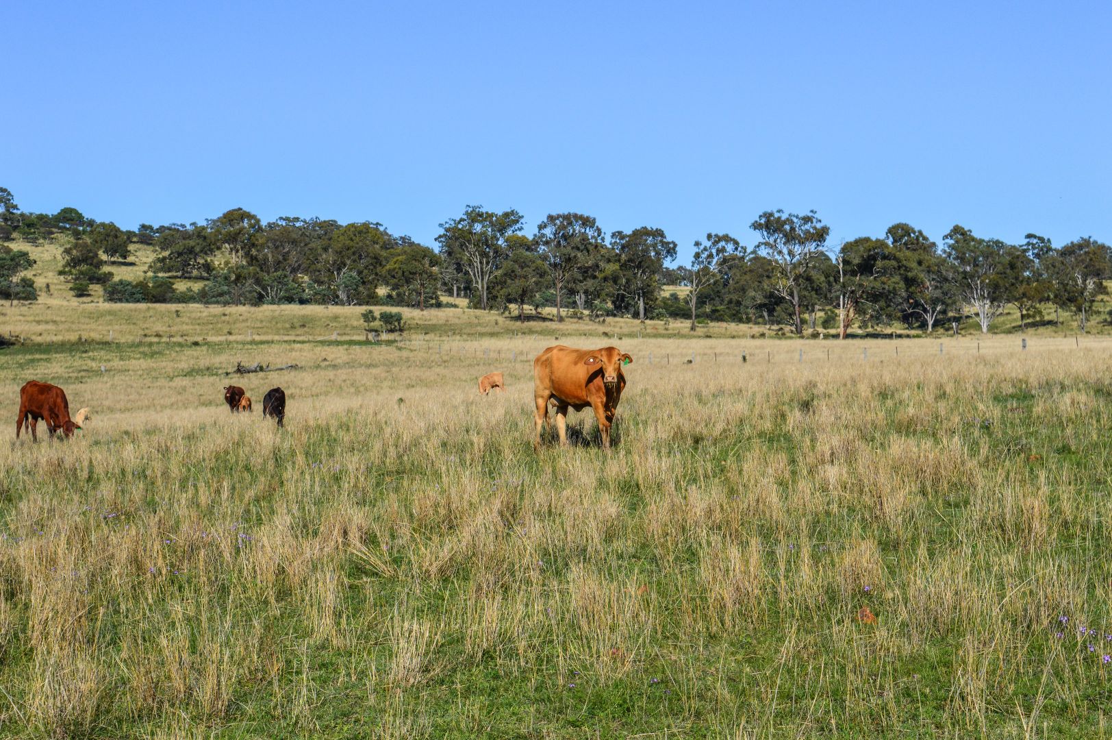 72 Connolly Dam Road, Silverwood QLD 4370, Image 1